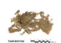 藏品(廣舌泥炭苔)的圖片